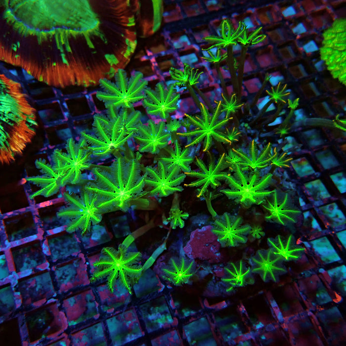 Clove Polyps Premium Colony