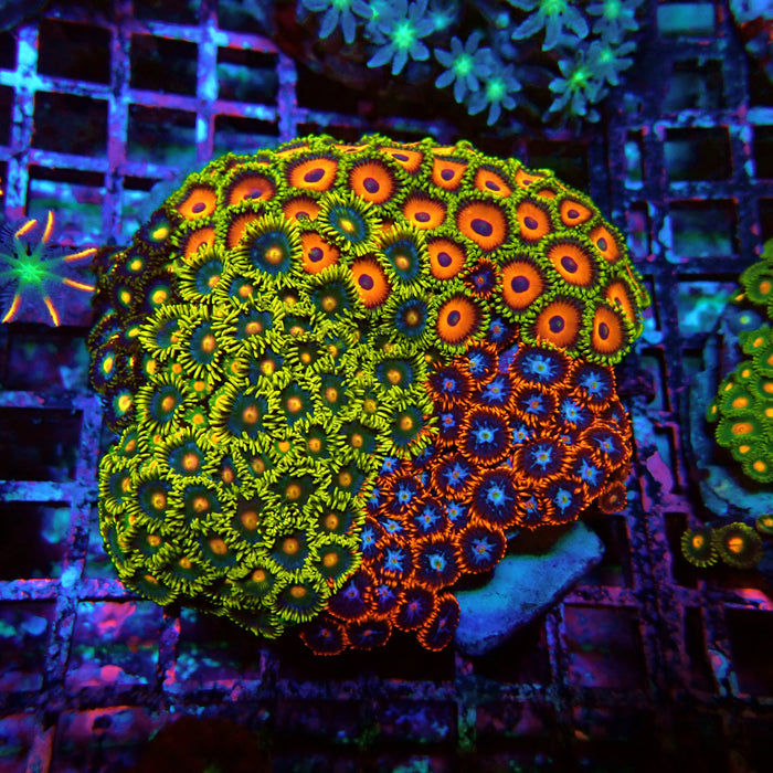 Zoas Mix Colony