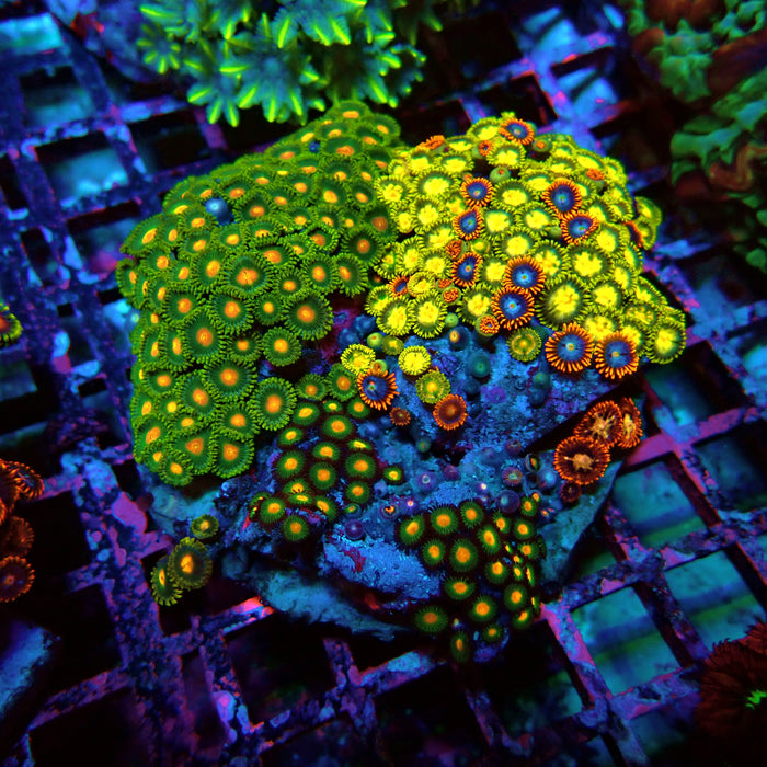 Zoas Mix Colony