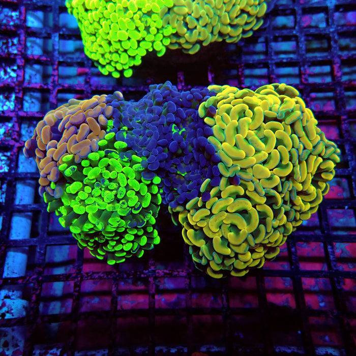Rainbow Mix Branching Hammer Colony
