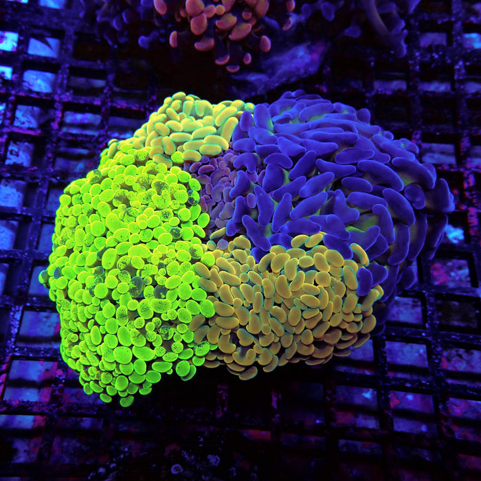 Rainbow Mix Branching Hammer Colony