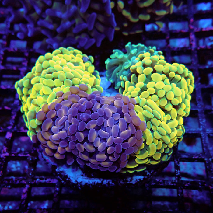 Rainbow Mix Branching Hammer Colony