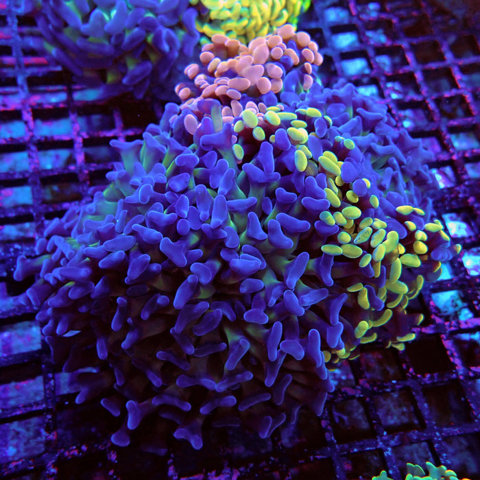 Rainbow Mix Branching Hammer Colony