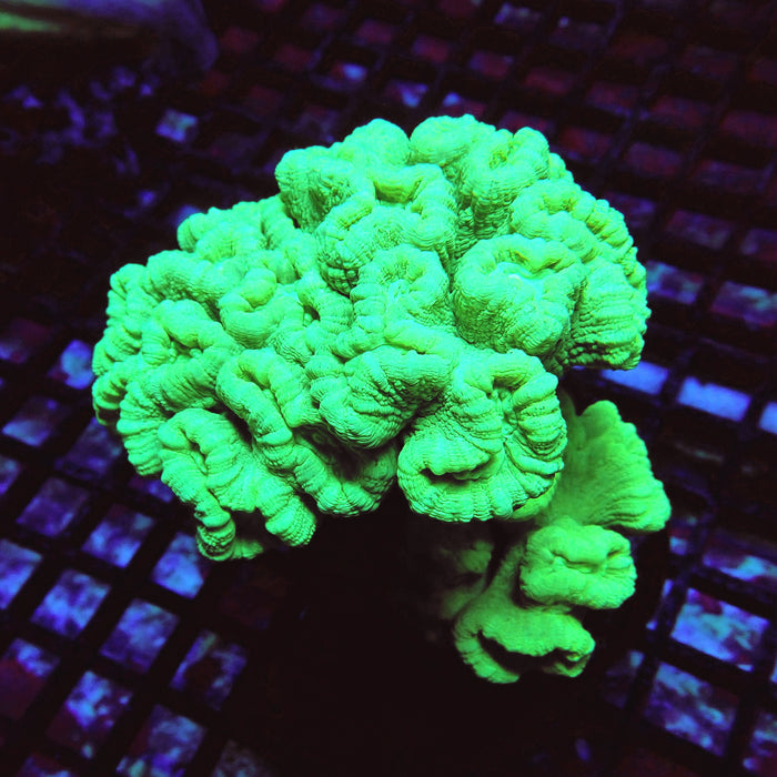 Candy Cane Colony