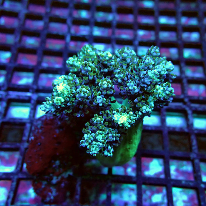 Soft Coral