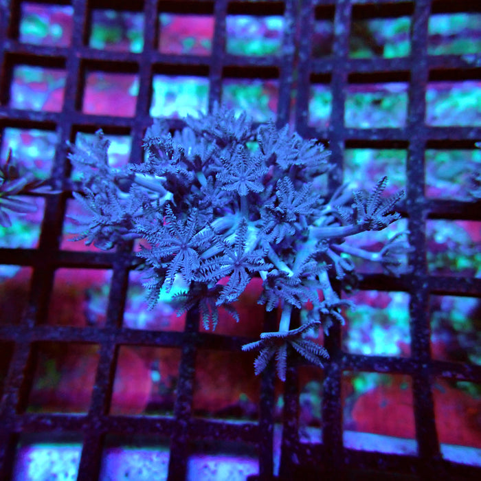 Xenia Pulsing