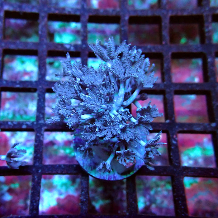 Xenia Pulsing