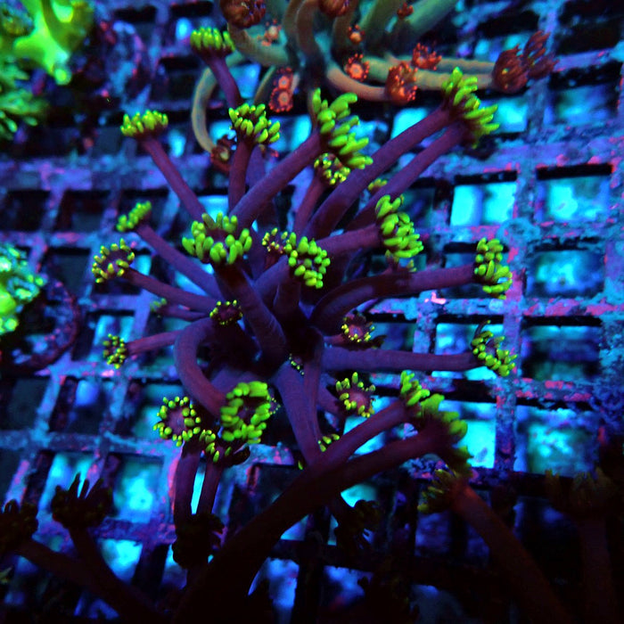 REx Iron Man Purple Goniopora XL Polyps