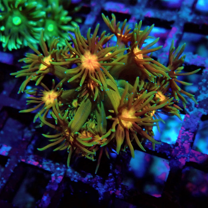 Goniopora Ultra Frag