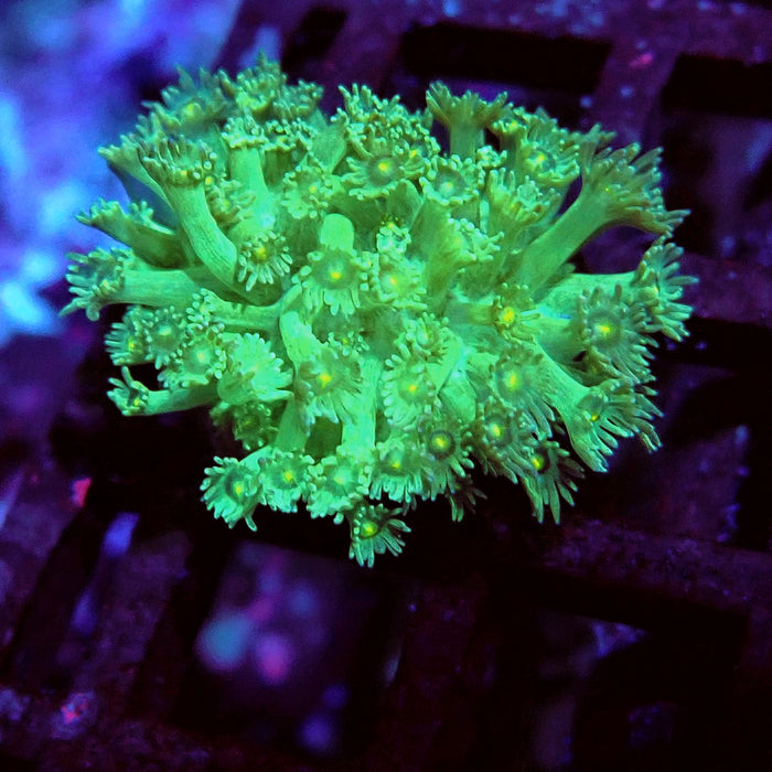 Goniopora Green-Purple Yellow Center