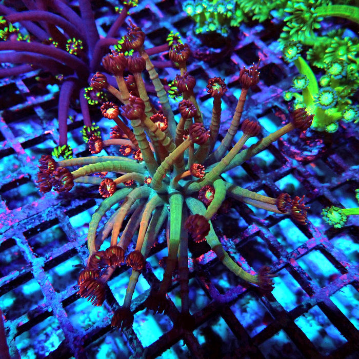 Goniopora Reddish Large Polyp