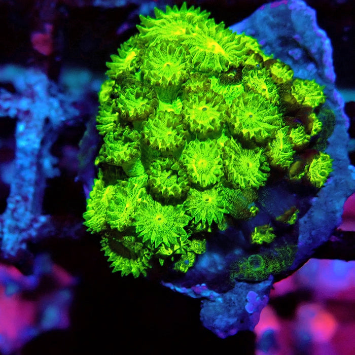 Goniopora Neon Green
