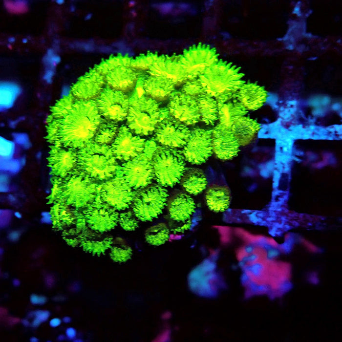 Goniopora Neon Green