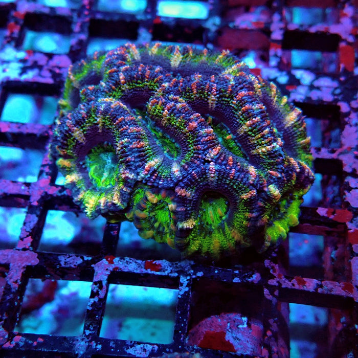 Acan Lord Coral Frag (10)