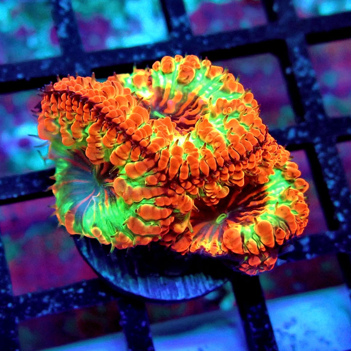 Blastomussa Premium Frag