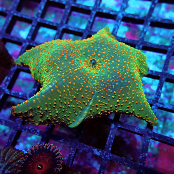 Discosoma Green Red Dot Bubbles