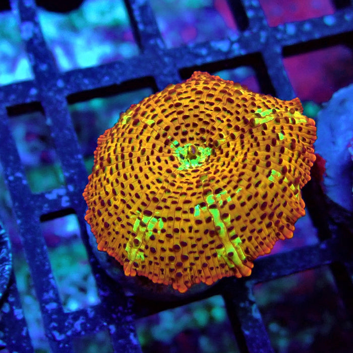 Premium Leopard Mushroom