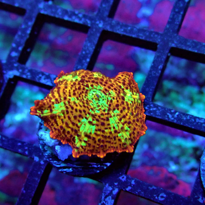 Premium Leopard Mushroom