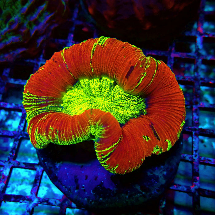 Trachyphyllia