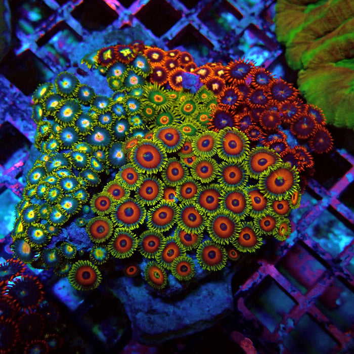Zoas Mix Colony