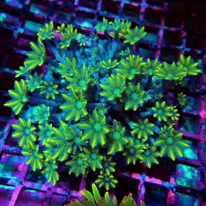Clove Polyps Premium Colony