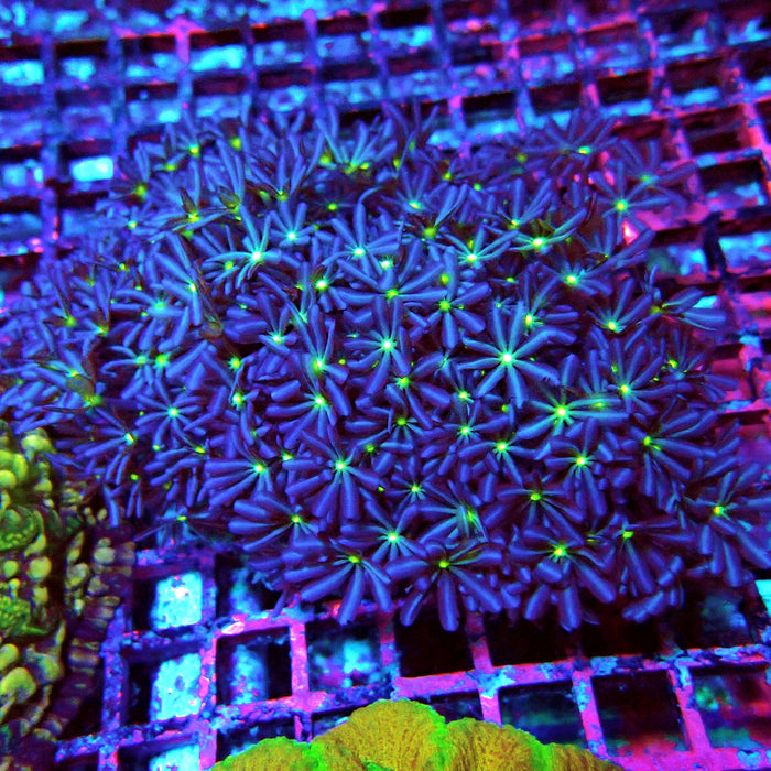Clove Polyps Premium Colony