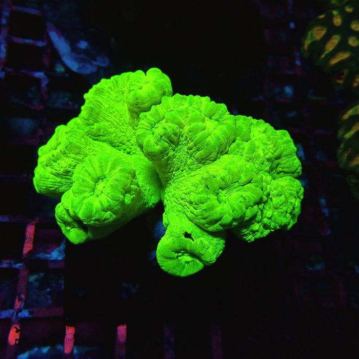 Candy Cane Premium Colony
