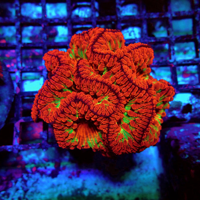 Blastomussa Premium Colony