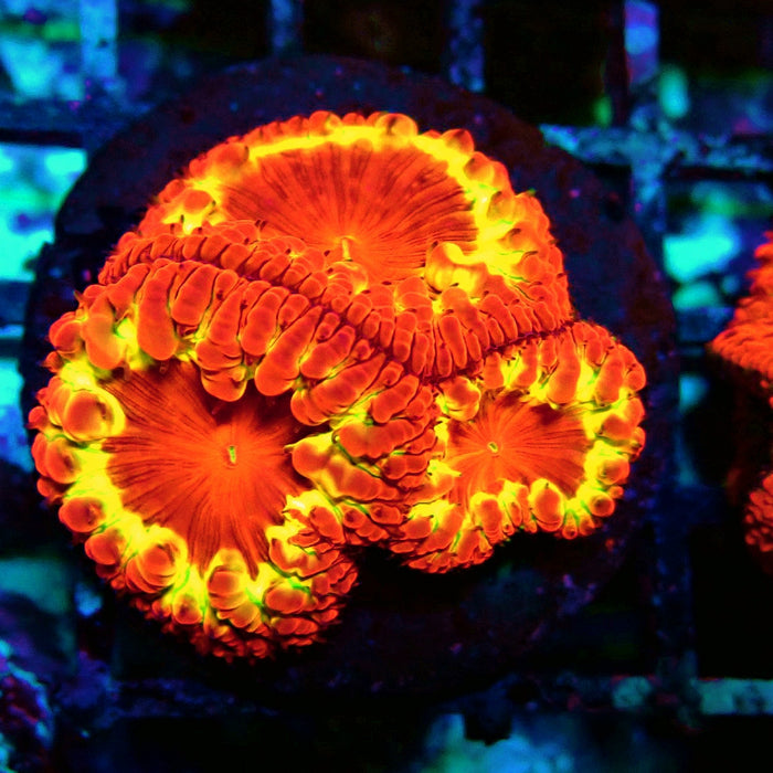 Blastomussa Premium Colony