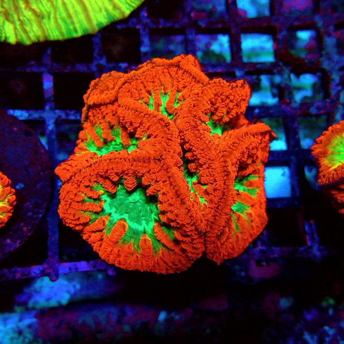 Blastomussa Premium Colony
