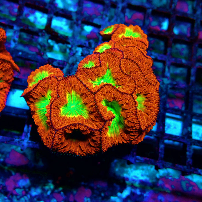 Blastomussa Wellsi Ultra Mini Colony
