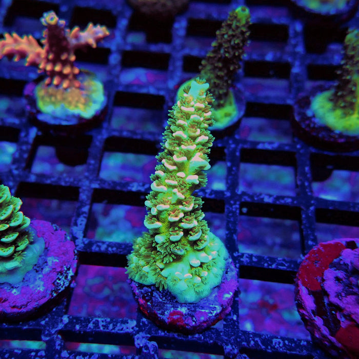 REx Green Pink Scale Tenuis Acro