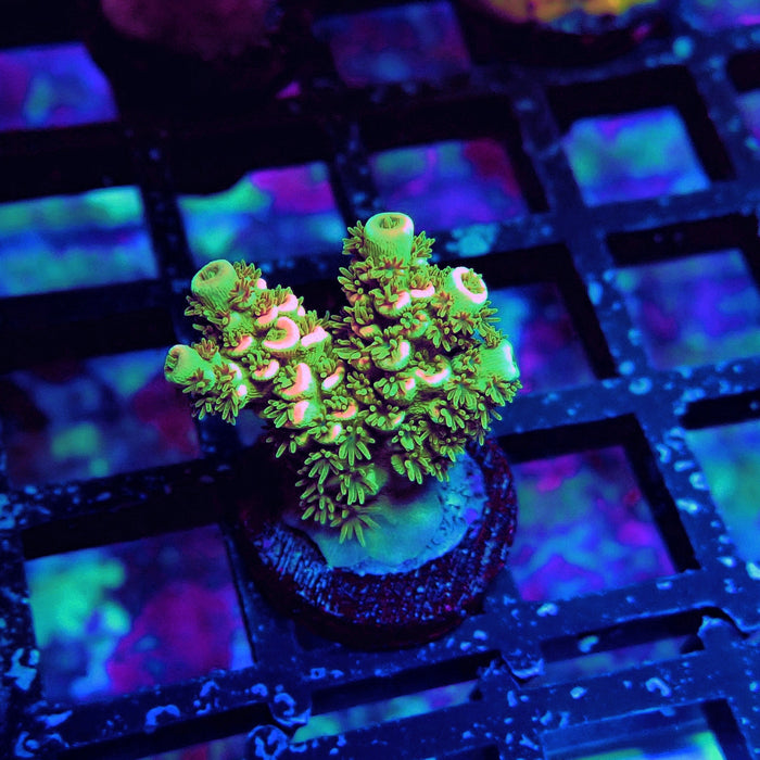 REx Green Pink Scale Tenuis Acro