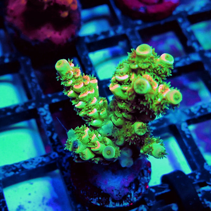 REx Green Pink Scale Tenuis Acro