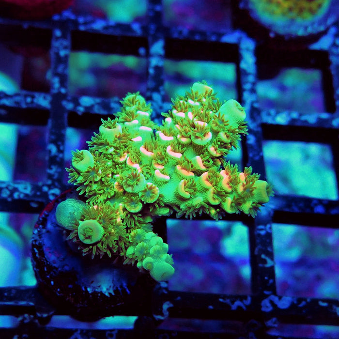 REx Green Pink Scale Tenuis Acro