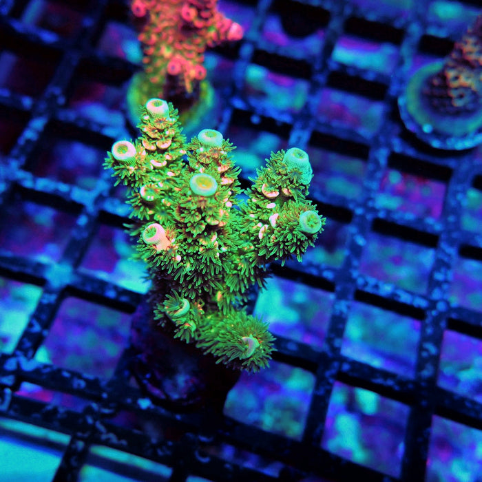 REx Green Pink Scale Tenuis Acro