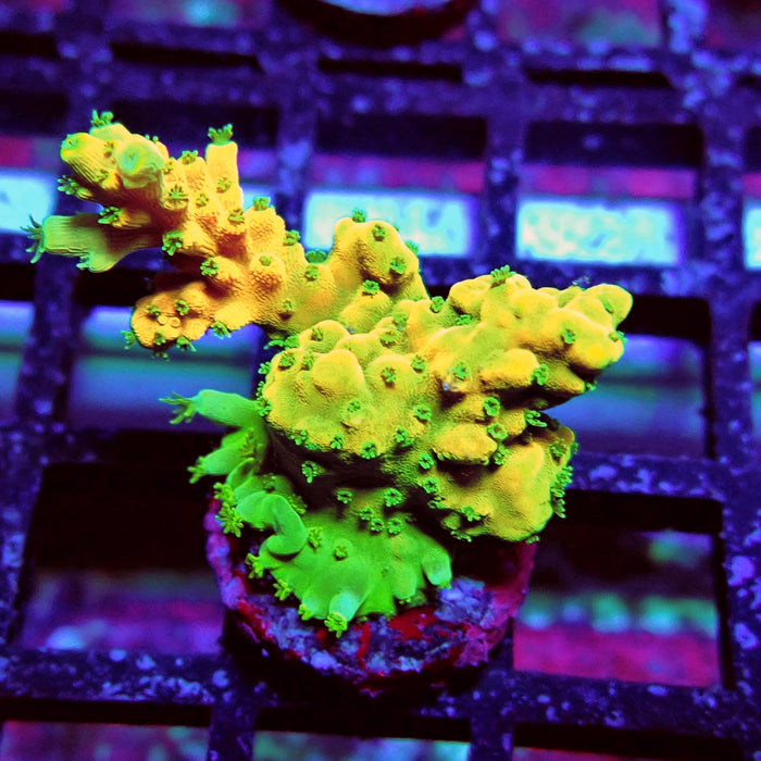 REx Yellow Frodo Acro