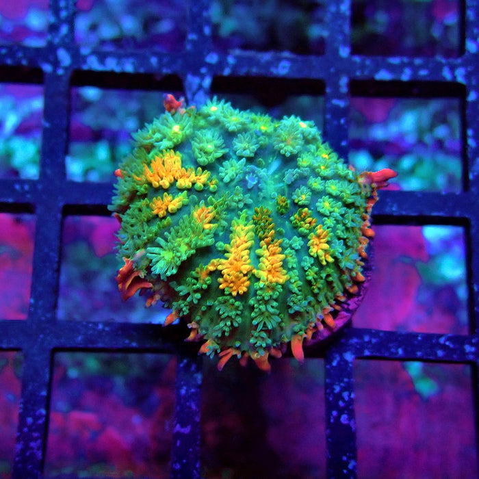 Frankenstein's Mushroom