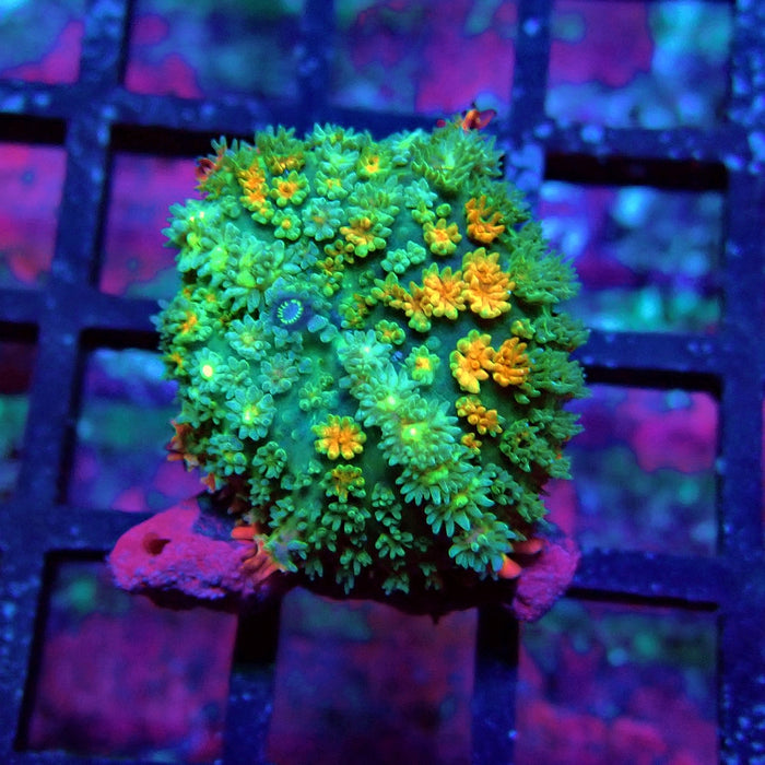 Frankenstein's Mushroom