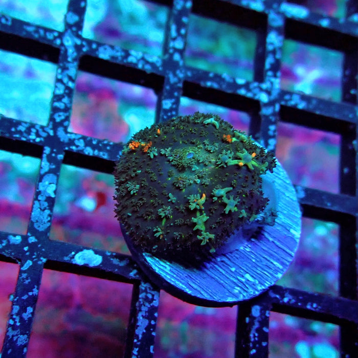 Rodactis Fuzzy Bubble Ultra