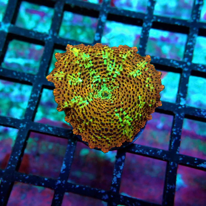 Premium Leopard Mushroom