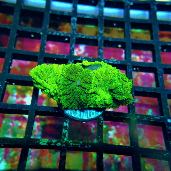 Rodactis Ultra Colony