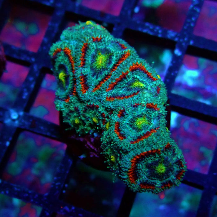 Acan Lord Coral Frag (21)