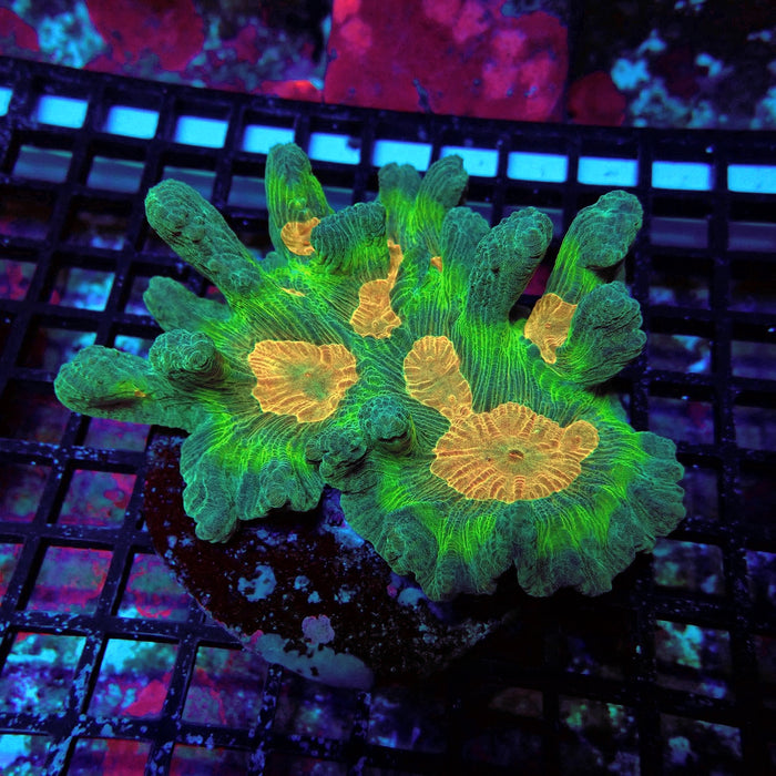 Pectinia Premium Colony