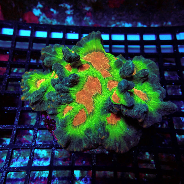 Pectinia Premium Colony