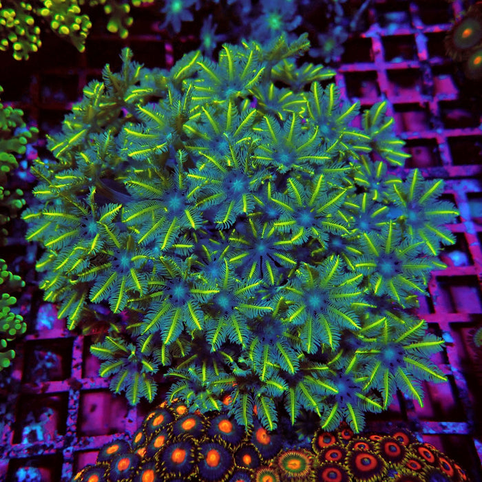 Clove Polyps Premium Colony