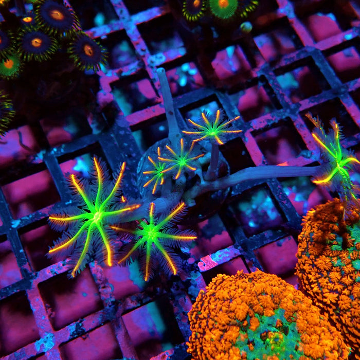 Clove Polyps Rainbow Premium