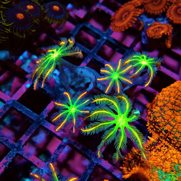 Clove Polyps Rainbow Premium