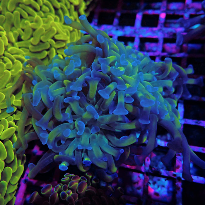 Green-Blue Branching Hammer