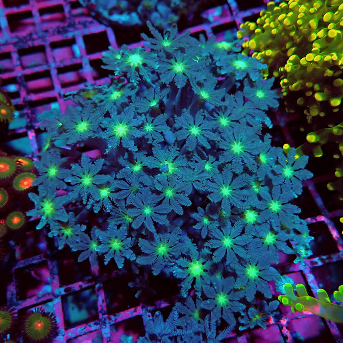 Clove Polyps Premium Colony